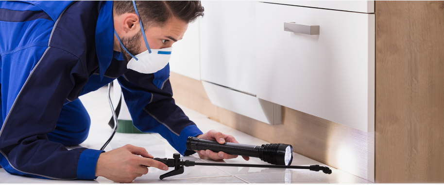 Arcadia pest xpert removal